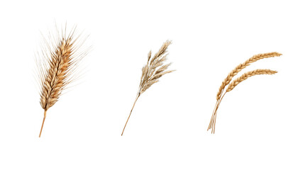 Three Wheat Stalks with Single Ears. White or transparent background.