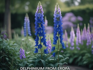 Blue Delphiniums Garden Bloom. (1)