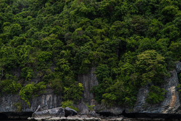 Tropical green rain forest on island sea beach