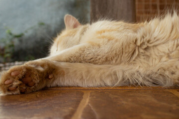 Um gato amarelo deitado, descansando no chão.