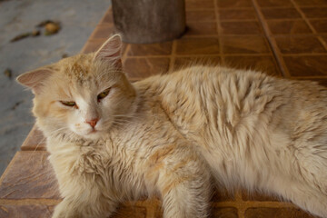 Um gato amarelo peludo, deitado, descansando no chão.