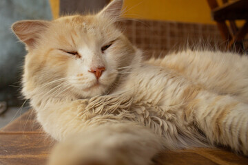 Um gato amarelo, peludo, deitado, descansando no chão.