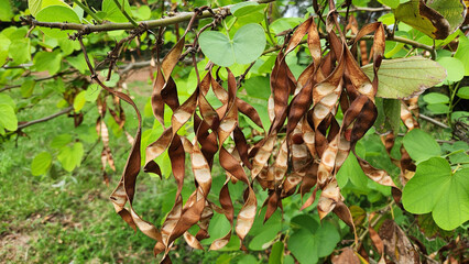 Dried, burst orchid tree (Bauhinia variegata) seed pods, scattering their seeds in the hot summer air.