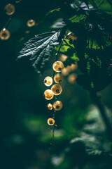Close-up of translucent white currant berries hanging from a branch, illuminated by sunlight...