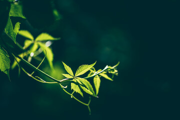 Delicate green vines and leaves intertwine against a dark background, creating a serene and natural...