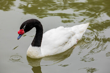 The black-necked swan (Cygnus melancoryphus) is a swan that is the largest waterfowl native to...