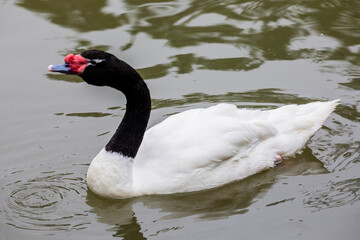 The black-necked swan (Cygnus melancoryphus) is a swan that is the largest waterfowl native to...