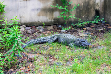The closeup image of Chinese alligator (Alligator sinensis).
A critically endangered crocodile...