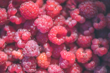 Vibrant collection of ripe raspberries, bathed in soft sunlight, showcasing their rich red hues and natural texture. Ideal for concepts of freshness, organic produce, and healthy eating
