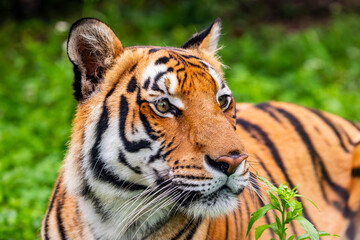 The South China tiger is a population of the Panthera tigris tigris subspecies that is native to southern China. It is possibly extinct in the wild.