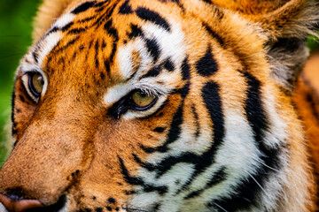 The South China tiger is a population of the Panthera tigris tigris subspecies that is native to southern China. It is possibly extinct in the wild.