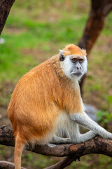 The Common Patas Monkey is a fast, ground-dwelling primate from African savannas. It has reddish...