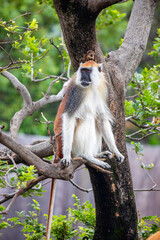 The Blue Nile Patas Monkey (Erythrocebus poliophaeus) is a fast-running, ground-dwelling primate native to Sudan. It has reddish-brown fur, a pale underbelly, and is adapted to dry savanna habitats.