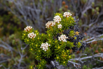 Close-up of a blooming manuka flower with delicate white petals and pink center, captured in natural light