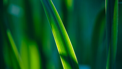 Close-up of vibrant green grass blades, illuminated by sunlight, creating a lush and textured...
