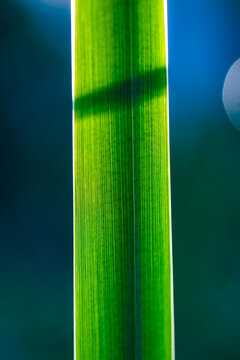 Extreme close-up of a vibrant green leaf reveals its intricate parallel veins, creating a textured pattern against a softly blurred background, highlighting the delicate beauty of nature