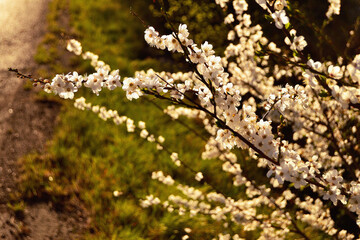 Detail View of White Blossoms on Tree Branches in Bright Spring Sunshine