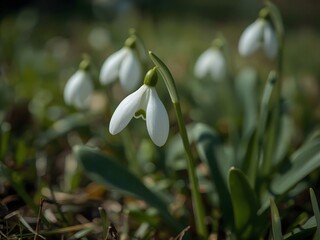 Closeup of white snowdrop flower or galanthus nivalis blossoming in nature during spring. 