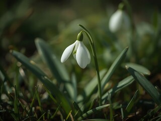 Closeup of white snowdrop flower or galanthus nivalis blossoming in nature during spring. 