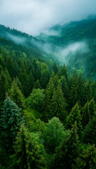 Serene mountain forest with misty clouds and lush greenery