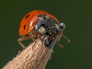 closeup view of novius cardinalis on pencil tip