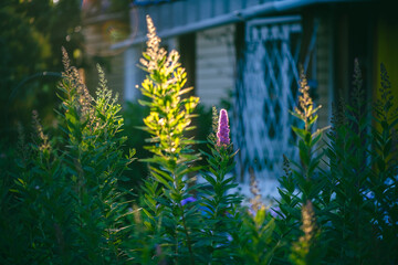 Serene garden scene showcases vibrant greenery with a single pink flower standing out, illuminated...