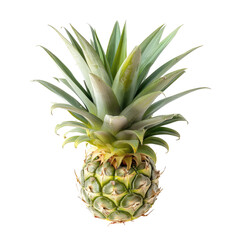 Close-up of a small pineapple.  Bright, light green leaves radiate from a pale yellow-green fruit base.  Isolated on black