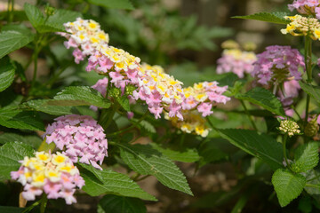 close-up of a bicolored pink/yellow lantana plant with florals in a garden outdoors
