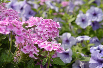 Garden verbena (Verbena x hybrida) featuring a lighter shade of pink on the edge of their petals