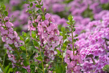 close-up of Angelonia salicariifolia, known commonly as Willowleaf Angelon or sometimes Willowleaf Angelonia