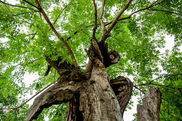 Majestic Ancient Scholar Tree In Serene Outdoor Setting Photography