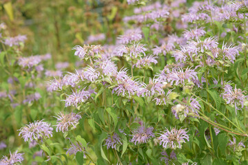 cluster of pink Bee balm, a flowering plant, scientifically known as Monarda, belonging to the mint...