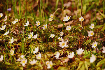 Spring Flowers White Blossoms Blooming in Warm Sunshine