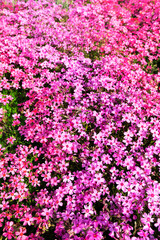 Fototapeta premium Dreamy Pink Floral Sea Flat Lay Background For Elegant Design Projects