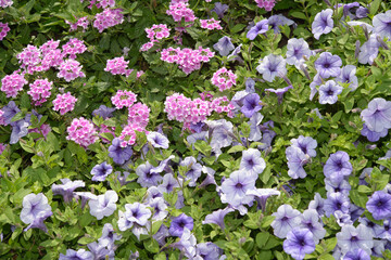 Fototapeta premium Garden Verbena (Verbena x hybrida) and light purple petunias in a garden bed outdoors, summer
