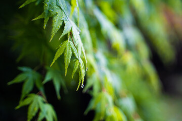 Spring Rain On Tender Green Maple Leaves With Raindrops Close Up Photography