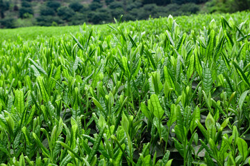 Fresh Tea Bud Shoots Sprouting in Lush Mountain Plantation