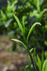 Serene Rolling Hills Covered With Green Tea Plantation And Blue Sky