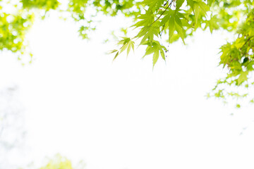 Lush Green Leaf Background Texture For Natural Design Photography