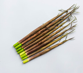 Spring Bamboo Shoots Studio Photography On White Background Crisp Natural Texture