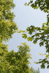 trees in summer on a uniform sky and lake