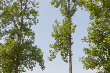 trees and blue sky