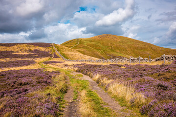 Heather-covered moorland and hill track leading to a summit in Pentland Hills Regional Park,...