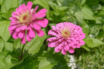 Fototapeta premium pink zinnia flower with foliage in the sun