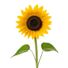 Fototapeta premium sunflower isolated on white background