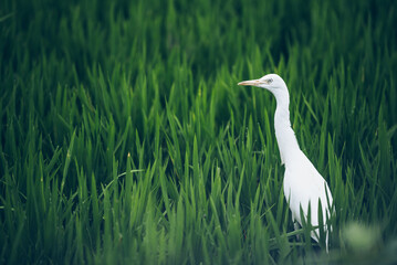 Ecological Rice Paddy With White Cormorant And Lush Green Fields