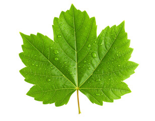 Realistic green leaf with water droplets, isolated on a transparent background