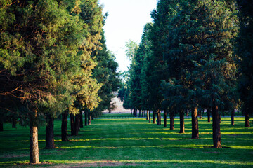 Dense Woodland Grove At Temple Of Heaven Park Panorama