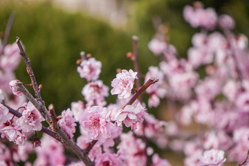 Springtime Pink Peach Blossoms In Full Bloom Macro Shot