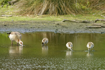 Egyptian geese with their beaks in the water, Egyptian geese and chicks standing next to each other...